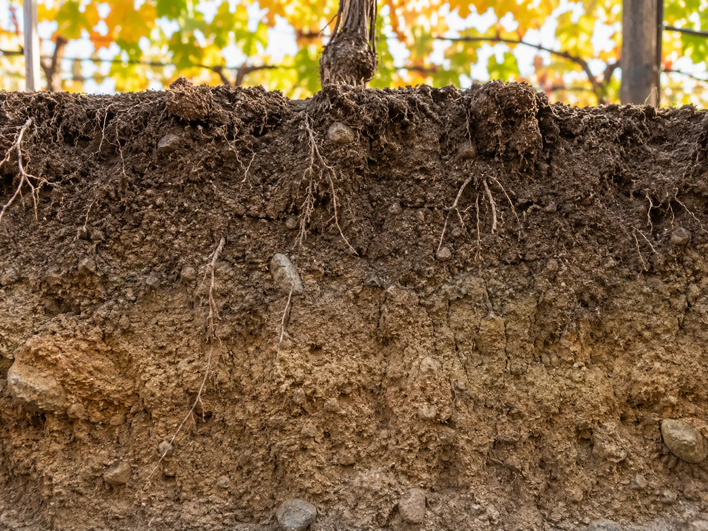 Soil profile showing vine roots threading through loam