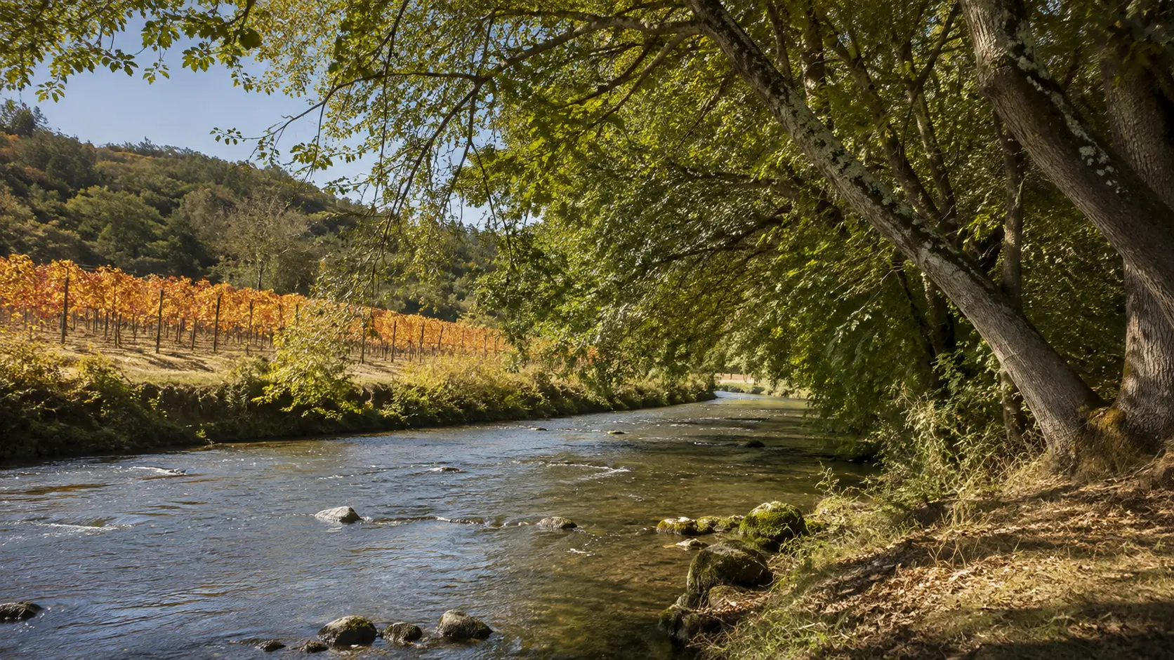 A quiet waterway running past autumn vine rows and riparian trees